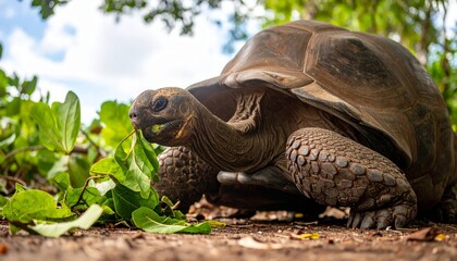Obraz premium Giant tortoise eating lush green leaves.