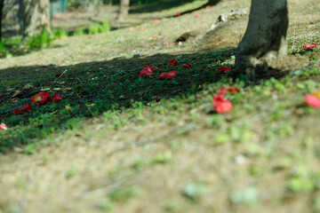 Fallen Camellia Flowers on the Ground in Gentle Shade


