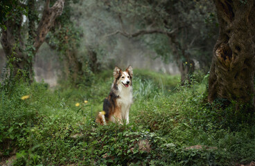 border collie stands among ferns and tree trunks. The soft green and quiet background give a...