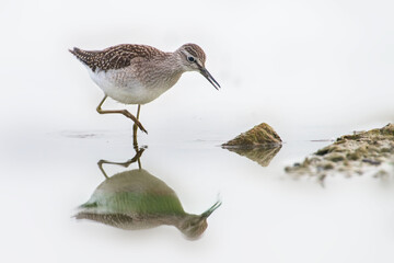 Wood Sandpiper