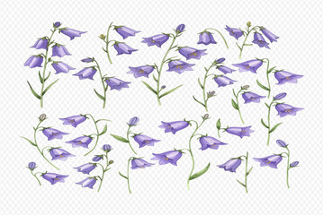 A beautiful collection of hand-painted watercolor purple bellflowers, isolated for design elements.