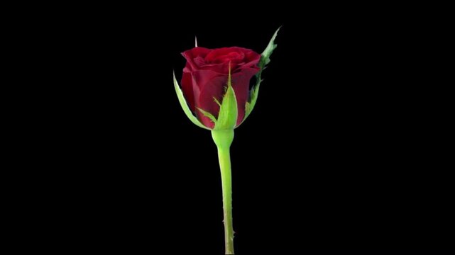 Time lapse of opening red valentino rose