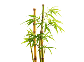 Fototapeta premium Golden bamboo stalks with vibrant green leaves isolated on black image, Isolated, Png Transparent Background