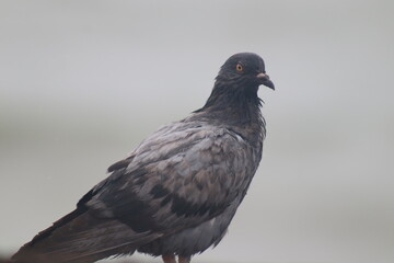 Close-Up of a Wet Pigeon in Moody Weather
