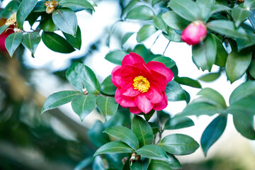 Fototapeta premium Bright Red Camellia Flower in Full Bloom on a Sunny Winter Day