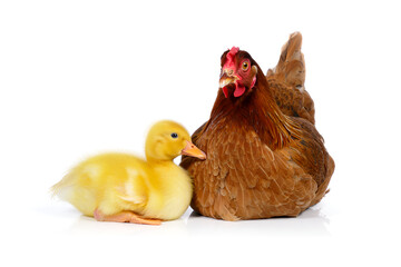 Fototapeta premium Chicken and duckling on white background