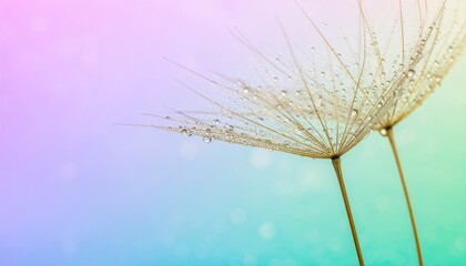 Obraz premium Delicate Dandelion Seeds with Water Droplets on Pastel Gradient Background