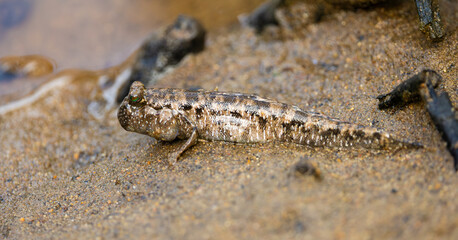 A mudskipper on land, close up 