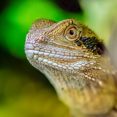 Portrait of a female Eastern Water Dragon in a vivarium. Physignathus lesueurii, Touraine, Indre et Loire 37, région Centre Val de Loire, France, European Union, Europe
