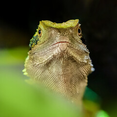 Portrait of a female Eastern Water Dragon in a vivarium. Physignathus lesueurii, Touraine, Indre et Loire 37, région Centre Val de Loire, France, European Union, Europe