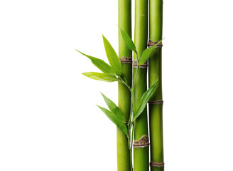 Fototapeta premium Vibrant green bamboo stalks with delicate leaves against a dark backdrop plant, Isolated, Png Transparent Background