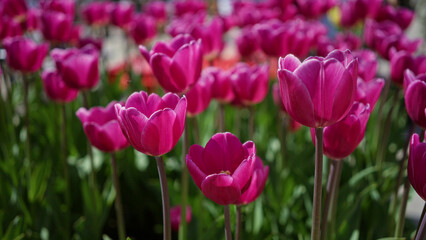 Vibrant pink tulips blooming in a field outdoors in the netherlands during spring with lush green foliage creating a colorful and lively floral display