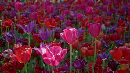 Vibrant tulips bloom outdoors in a colorful spring display in the netherlands, showcasing vivid shades of pink, red, and purple with lush green stems.