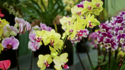 Vibrant phalaenopsis orchids with yellow and pink blooms in a netherlands greenhouse create a stunning indoor floral display showcasing tropical beauty and horticultural elegance.
