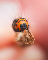 Cinnabar moth caterpillar with aposematic coloration