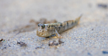 A mudskipper on land, close up 