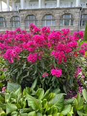 A large blooming pink Phlox bush in a summer garden. Nature background