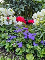 Blooming Dwarf white Antirrhinum majus and purple Ageratum with fluffy inflorescences in a summer flower garden. Nature background