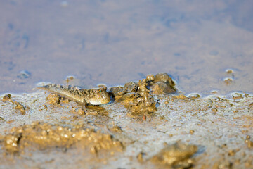 A mudskipper on land, close up 