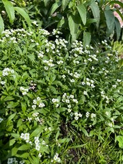 blooming white Alyssum maritimum f. argentatum with small inflorescences in a summer flower garden....