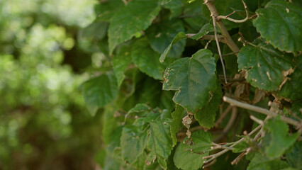 Lush green leaves on a sunlit plant captured outdoors in the sunny environment of torrevieja, spain, showcasing the vibrant natural setting of mediterranean flora.
