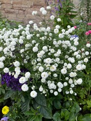 An unusual Blooming flower. Achillea ptarmica The Pearl with small round fluffy inflorescences in a summer flower garden. Flower background. © Helen Pitt