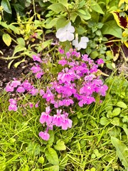pink blooming Lobelia in the summer flower garden. Flower background