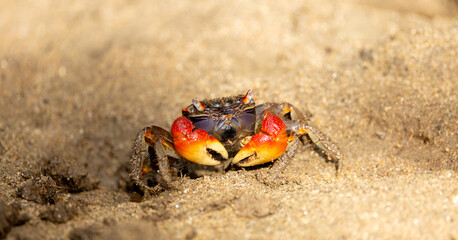 a red mangrove crab, red clawed crab