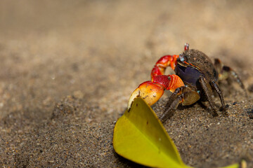 a red mangrove crab, red clawed crab