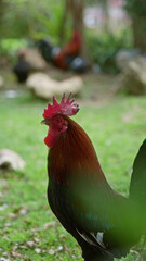 Rooster crowing in a lush green garden under the bright sun with blurred background of plants and stones on a clear day.