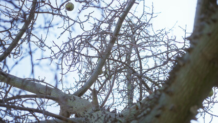 Branches of ceiba tree against clear blue sky in sunny torrevieja spain showcasing intricate details of leafless twigs and unique fruit in natural outdoor setting.