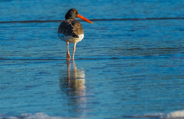 Oyster Catcher STroll