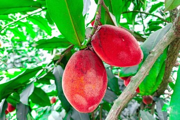 Red ripe fruit in the garden.