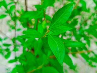 Beautiful green henna leaves (henna leaves)