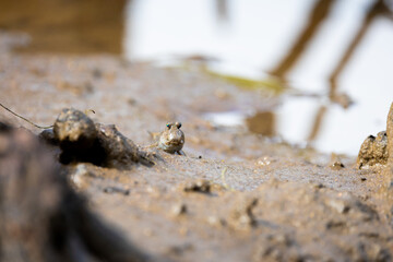 A mudskipper on land, close up 