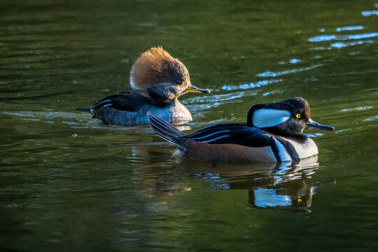 Hooded Merganser Couple