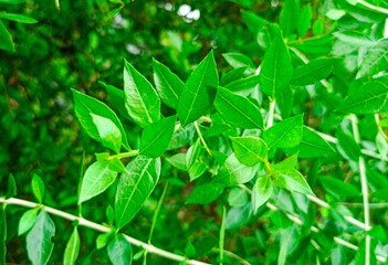 Beautiful green henna leaves (henna leaves)