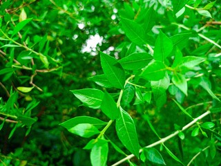 Beautiful green henna leaves (henna leaves)