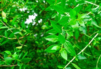 Beautiful green henna leaves (henna leaves)
