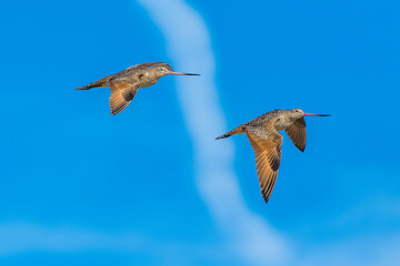 Marbled Godwit Contrail Pair