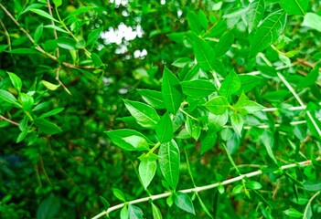 Beautiful green henna leaves (henna leaves)