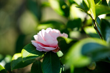 Beautiful Pink Camellia Flowers in Natural Light

