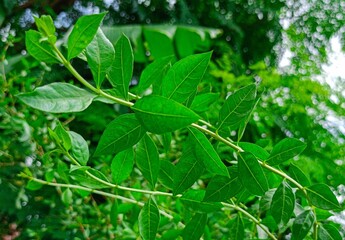 Beautiful green henna leaves (henna leaves)