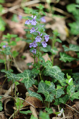 wild flower in the forest