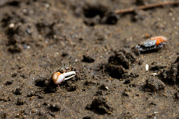 a pink clawed fiddler crab close up