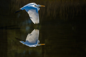 Great Eqret Reflected in Flight