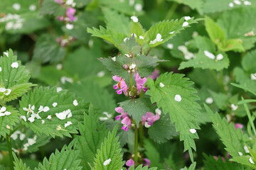 pink flowers in the forest
