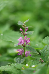 pink flowers in the woods