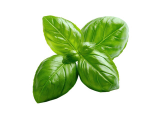 Fototapeta premium Vibrant green basil leaves fresh herb leaf, Isolated, Png Transparent Background