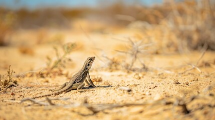 Naklejka premium Lizards in the Arid Sahara: Tiny Survivors Navigating Scorching Sands, Extreme Temperature Swings, and Scarce Water to Thrive in Earth’s Harshest Hot Desert Environment